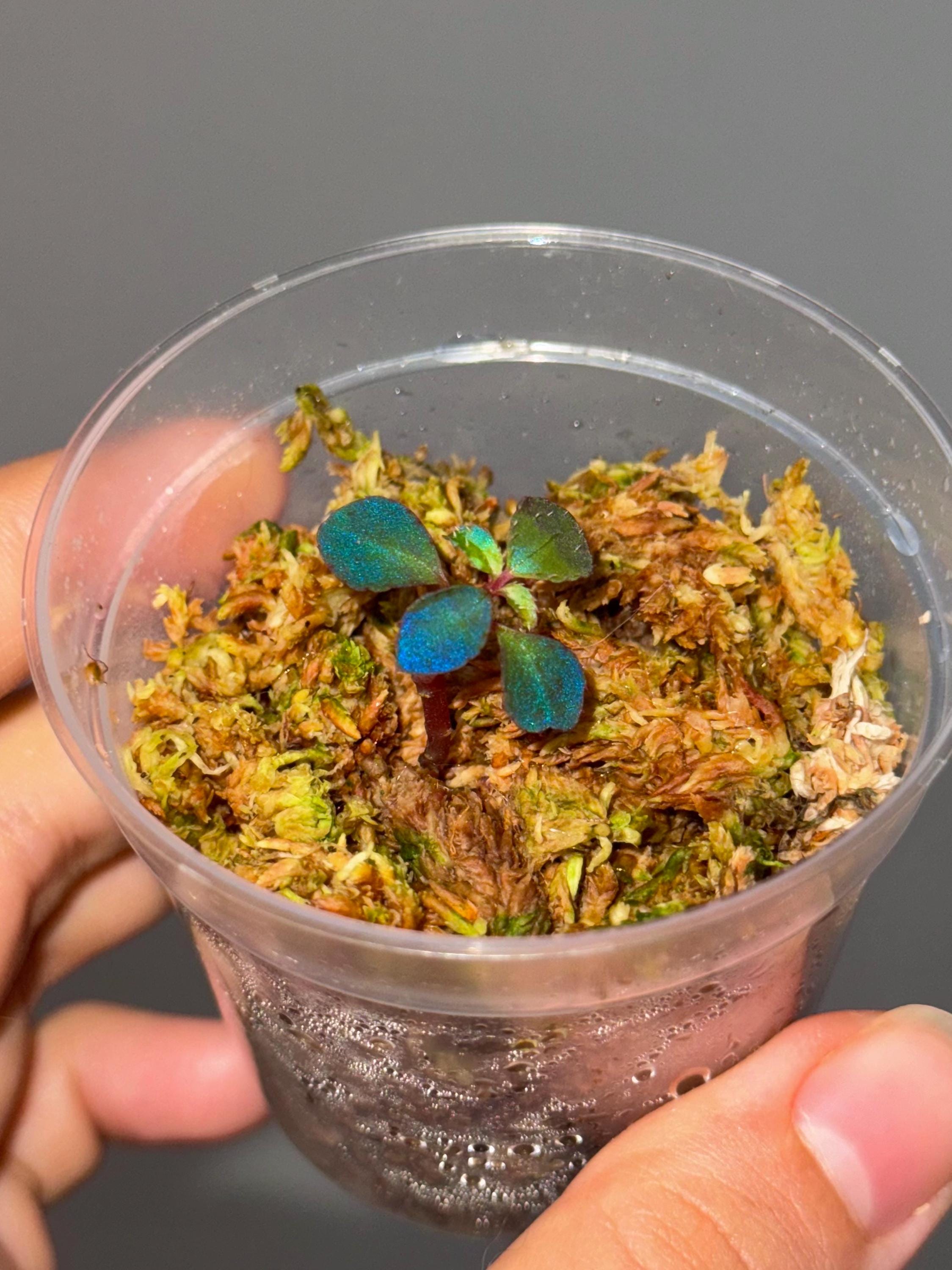 Sarcopyramis Sp. Sumatra Blue - Etsy