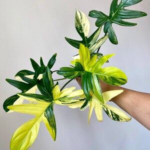 Variegated Philodendron Pedatum