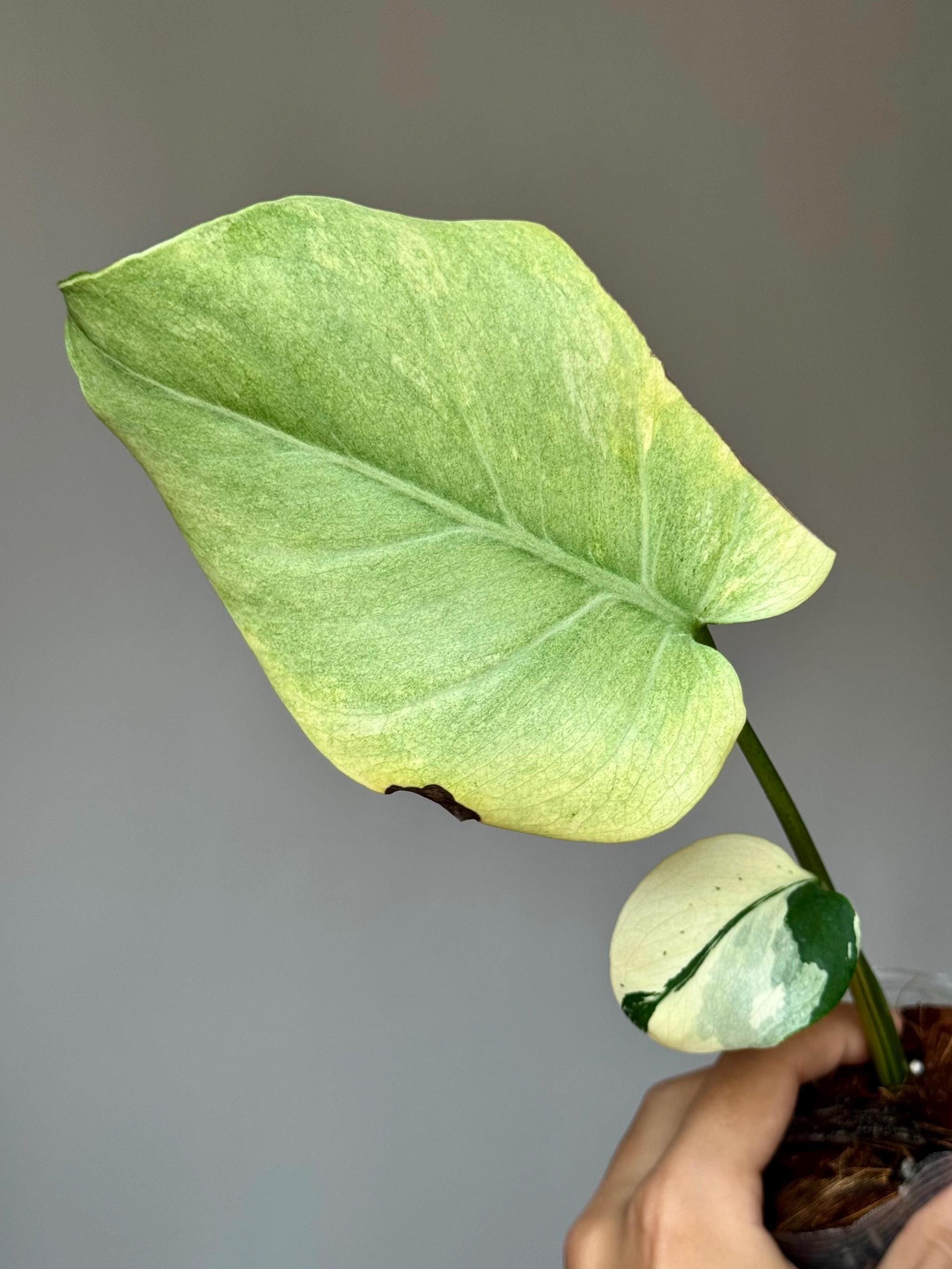 Monstera Deliciosa (Large Form) Sport Variegated