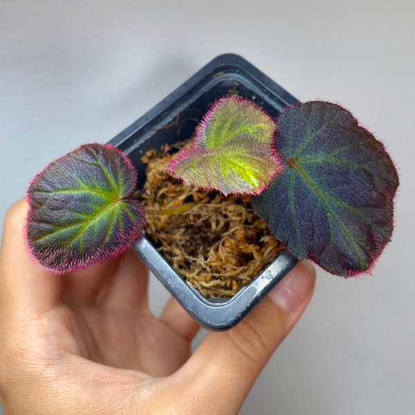 Begonia sp Sumatra Utara