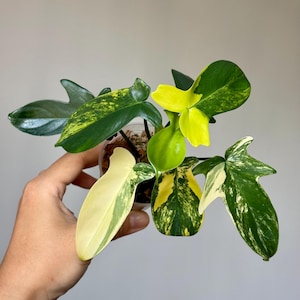 Variegated Philodendron Pedatum