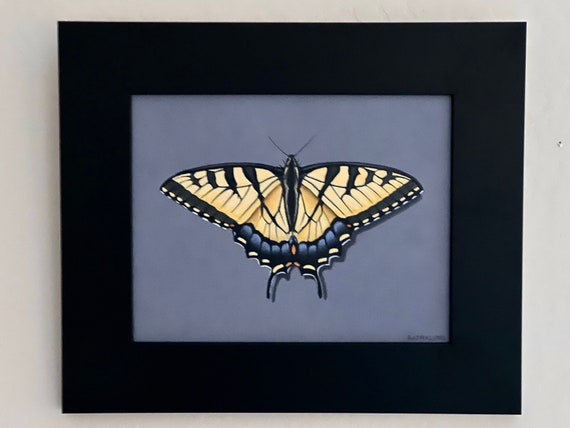 Tiger Swallow Butterfly Original Framed