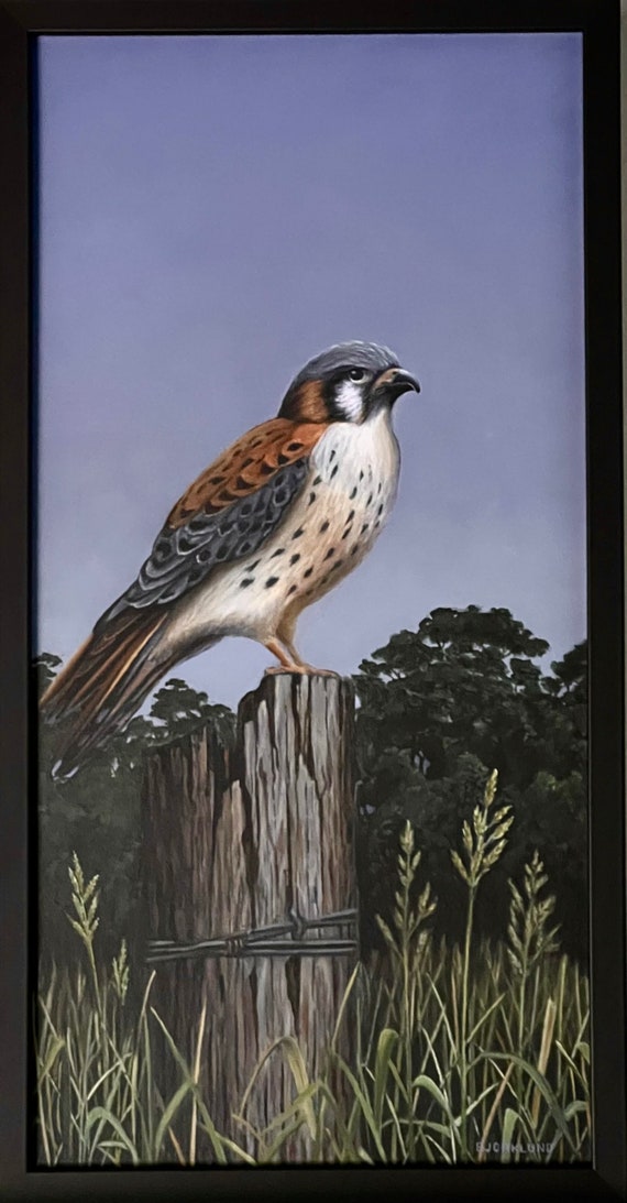 Kestrel Hawk Original Framed