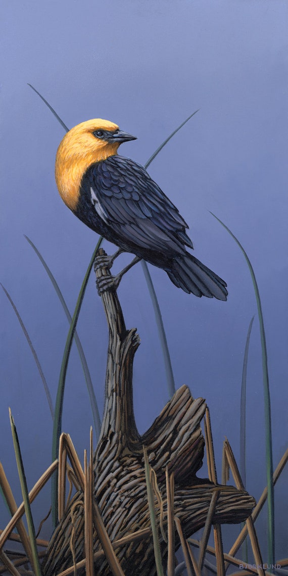 Yellow-Headed Blackbird Print
