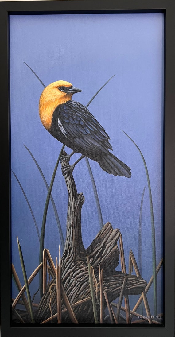 Yellow-Headed Blackbird Original Framed