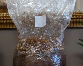 Mycelium de Morille prêt à planter, Morchela Elata mycelium ready to plant