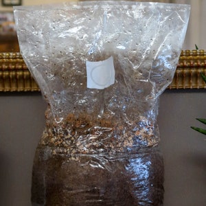 Morel mycelium ready to plant, Morchela elata mycelium ready to plant