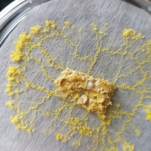 Op de afbeelding: Een gele schimmel die groeit op een wit papieroppervlak in een petrischaal. De schimmel heeft een ronde vorm met een klein stukje voedsel in het midden.