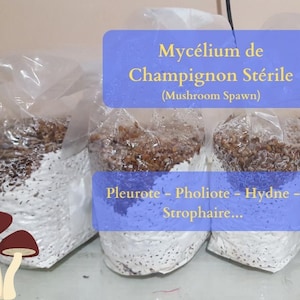 Mycélium de champignon sur céréales - Mushroom Spawn - Pleurotes - Hydne hérisson - strophaire...