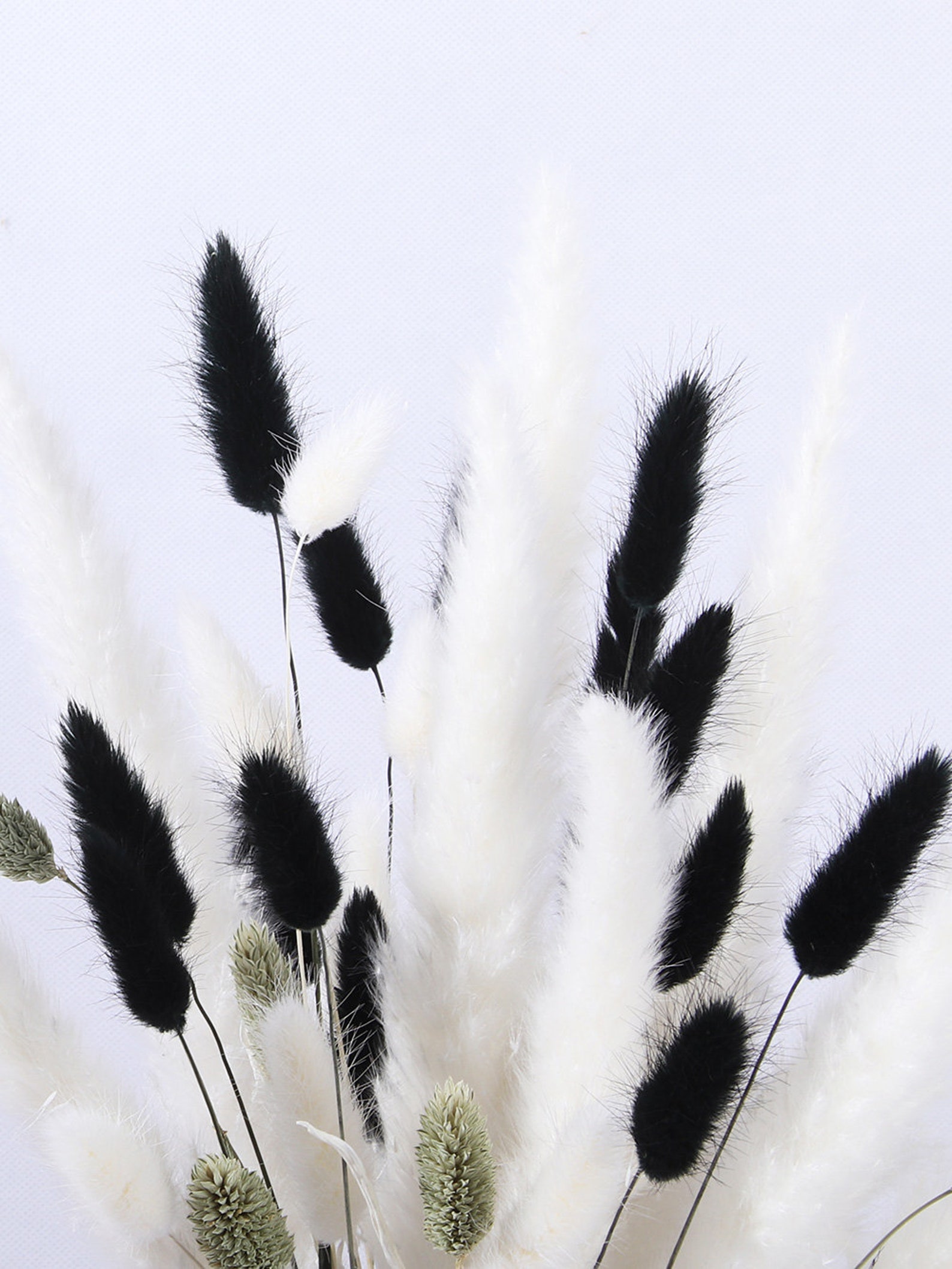 Natural Dried Pampas Grass Decor 48 Stems18 inch Black White Etsy