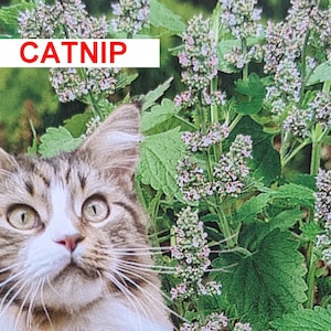 Catnip (Nepeta Cataria), 50+ Seeds, Catmint, Herb