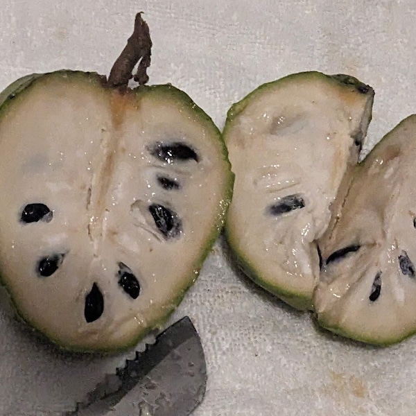 Cherimoya-Samen – Puddingapfel – Die köstlichste Frucht, die der Mensch kennt“