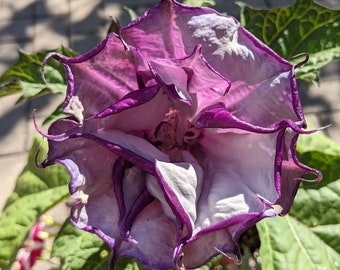 Engelstrompeten-Thorn Apple - Stechapfel Ballerina - lila oder weiße Samen - Container Blüte Einjährige