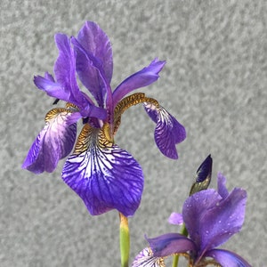 Siberian Iris Seeds- a Rare, Unique Delicate Shade Tolerant Perennial for the Discerning Gardener