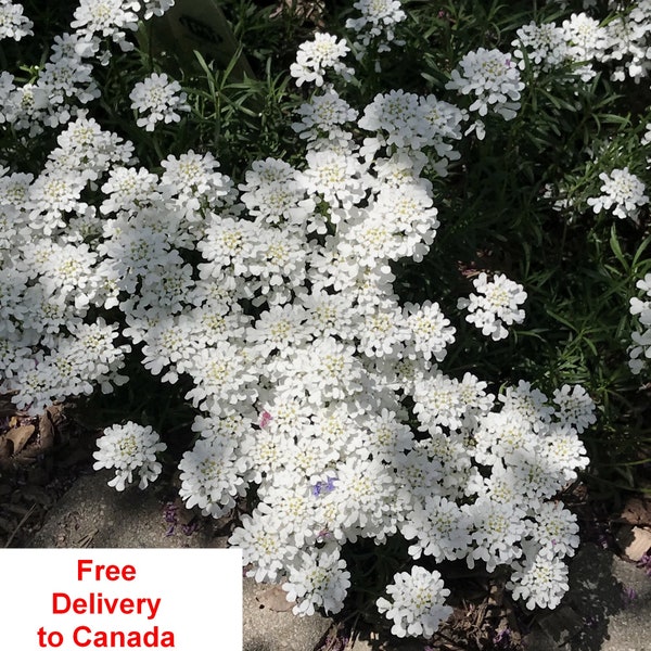 Hardy, Evergreen Perennial, Candytuft -Rare, low-growing, white blooms early spring, Iberis sempervirens Seed