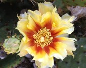 Grow Your Own Canadian Winter Hardy Cactus Plant