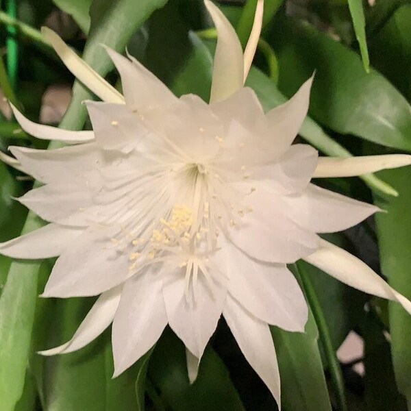 A Night Blooming Orchid Cactus, Cereus Epiphyllum Queen of the Night