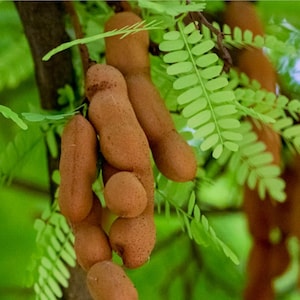 Grow your own Tamarind Tree, as a Houseplant, Tree, or Bonsai