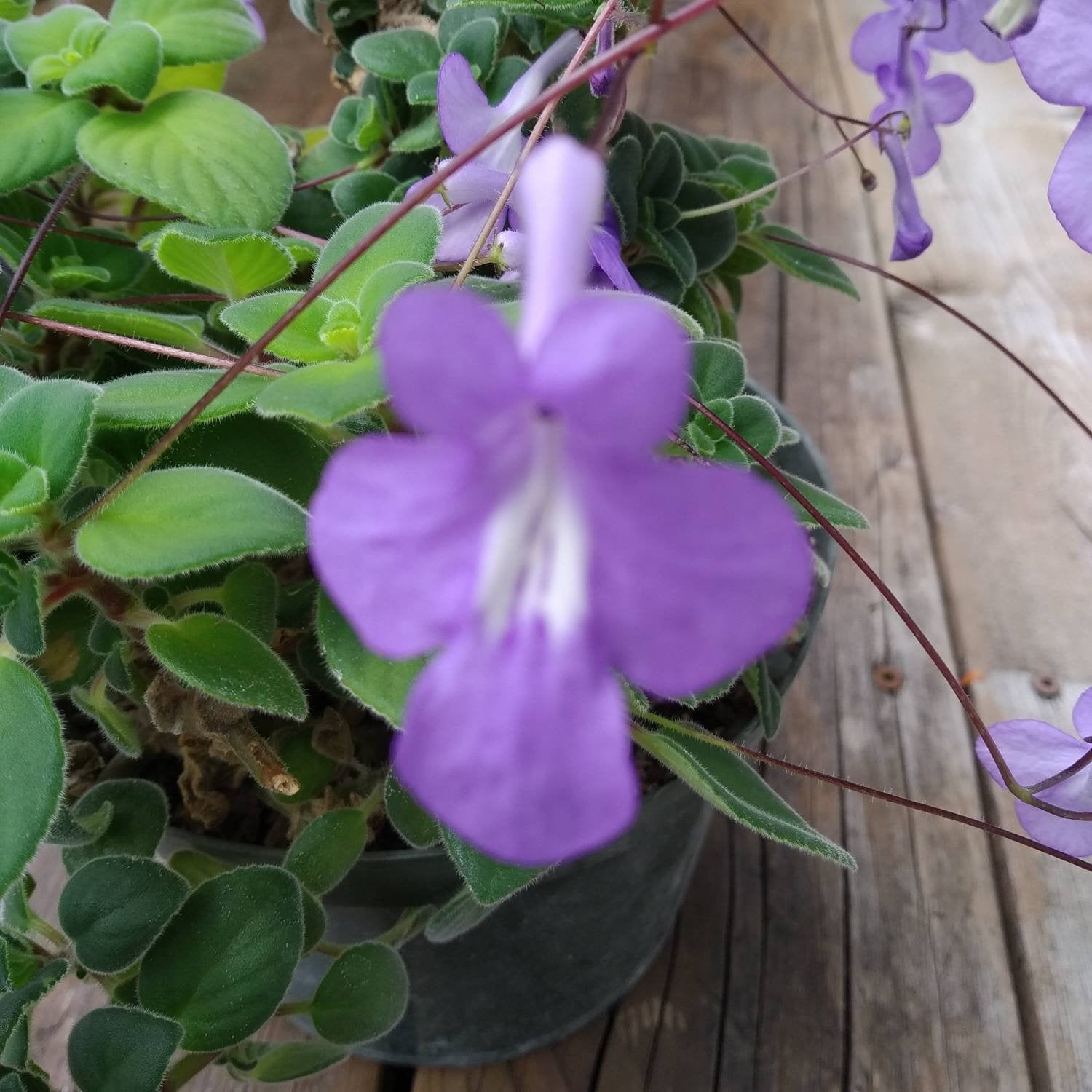 Streptocarpella Plants the Houseplant That Flowers All Year Etsy Canada