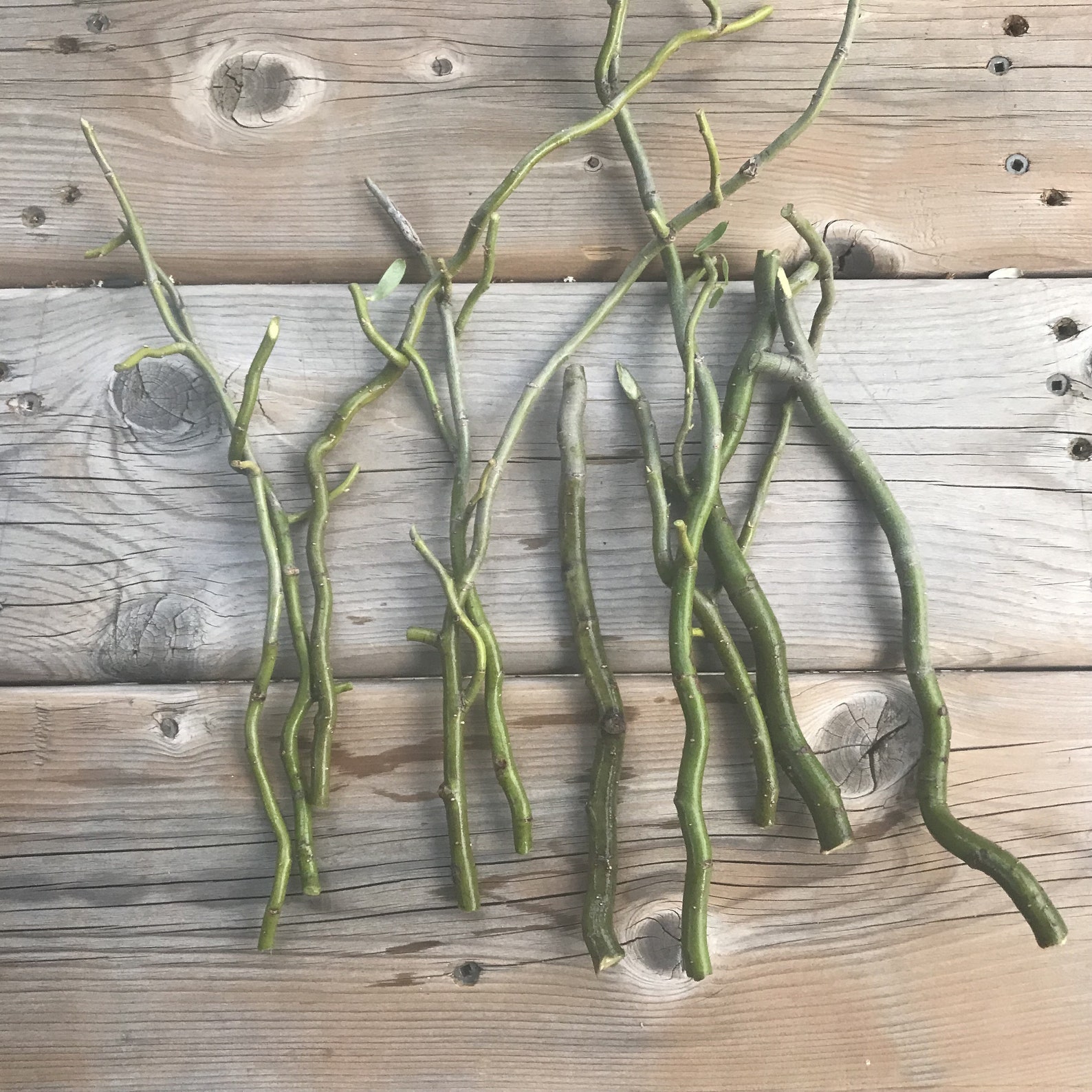 Corkscrew Willow In Container at Kathleen Leong blog