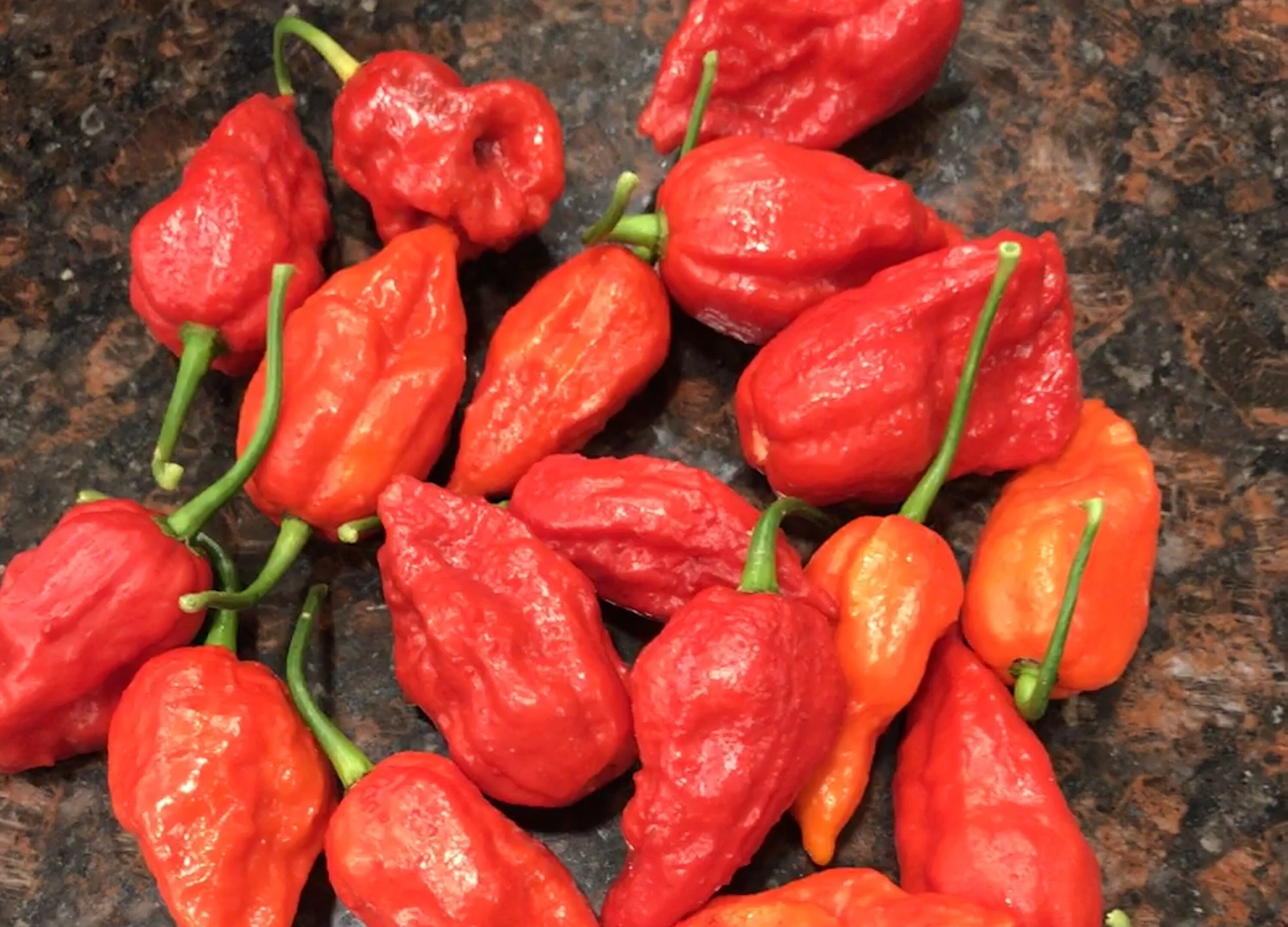 Seeds & Bulbs 200 PCS Ghost Pepper Carolina Reaper Trinidad Moruga