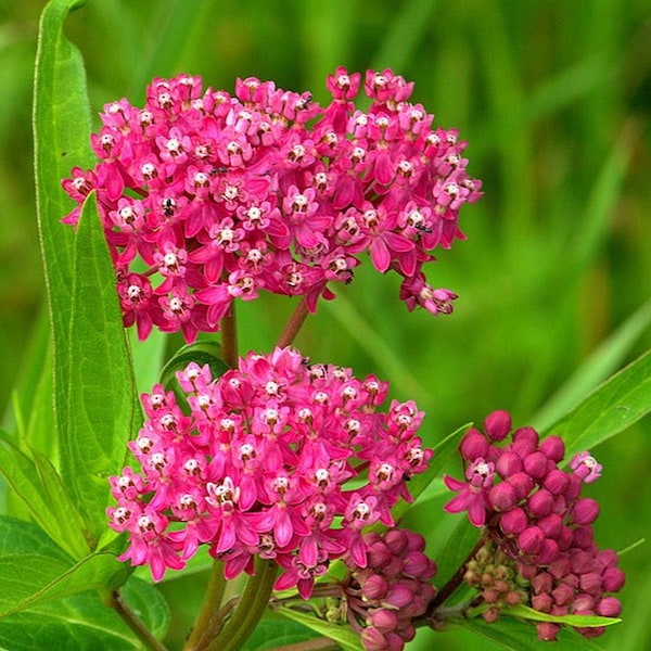Grow Red Milkweed Plants for Monarch Butterflies and Beautify your Garden