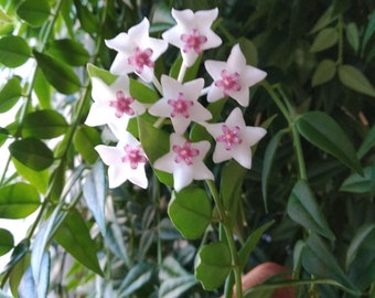 Hoya Bella- Hanging Plant, Wax  Plant, Fragrant Blooms- Plant Cuttings, Easy to Grow