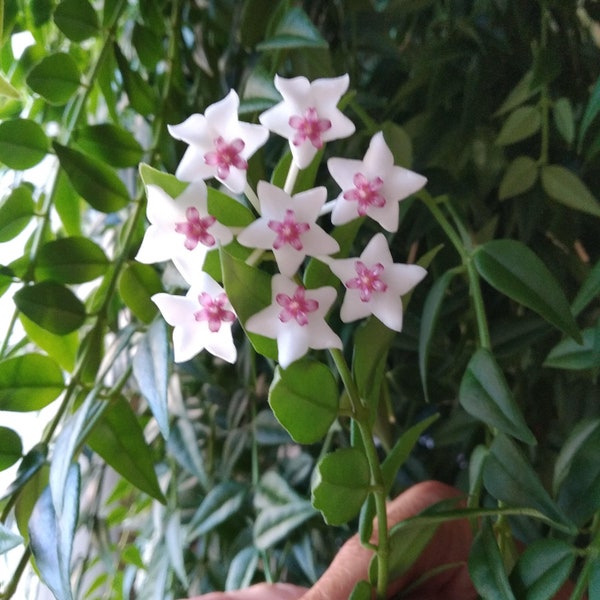 Hoya Bella- Hanging Plant, Wax  Plant, Fragrant Blooms- Plant Cuttings, Easy to Grow