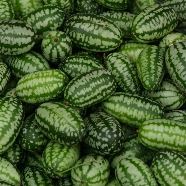 Cucamelon - Mouse Melon- Bite Sized Cucumber Flavored Fruit -sandia de raton