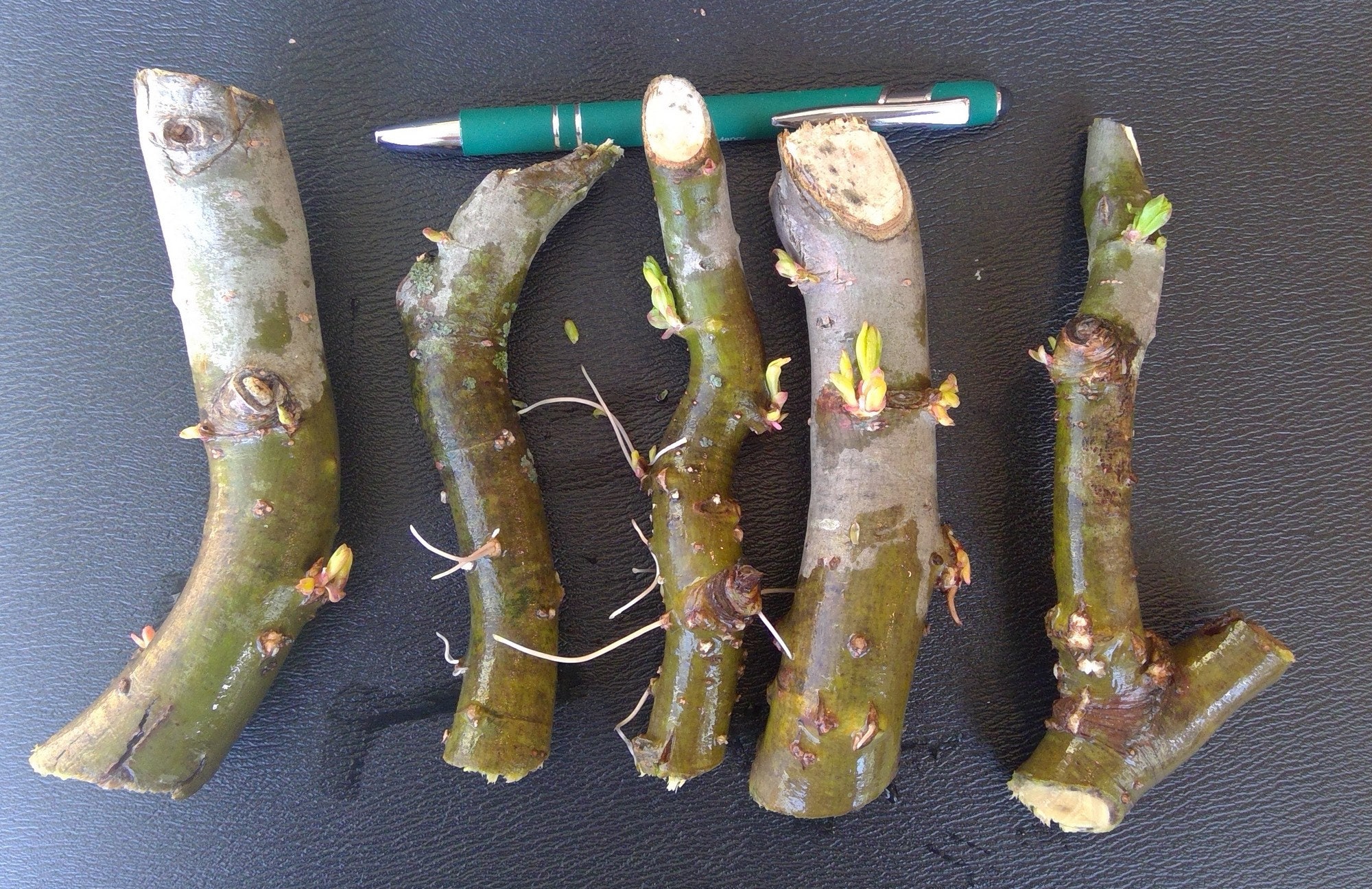 Bonsai Willow Corkscrew Willow Cuttings for Bonsai Etsy UK