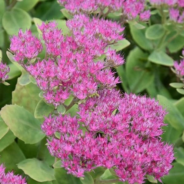 Showy Stonecrop -Sedum Spectabilis- Perennial