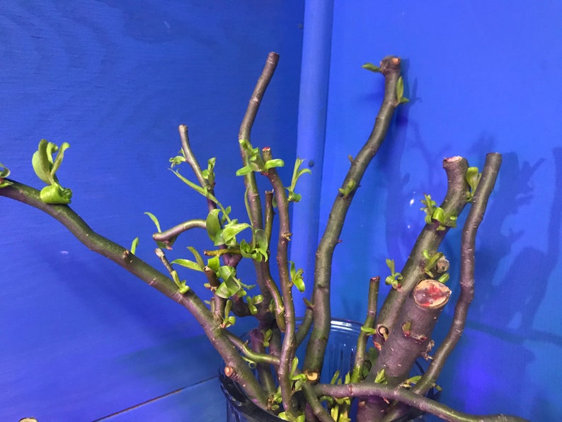 Small Cuttings for Bonsaiwillow Corkscrew Willow Bonsai Etsy UK