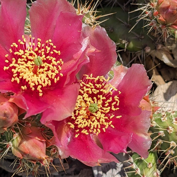 Grow Your Own Canadian Winter Freeze Hardy Red Flowered Cactus Plant- Rare -Live Plant Pad