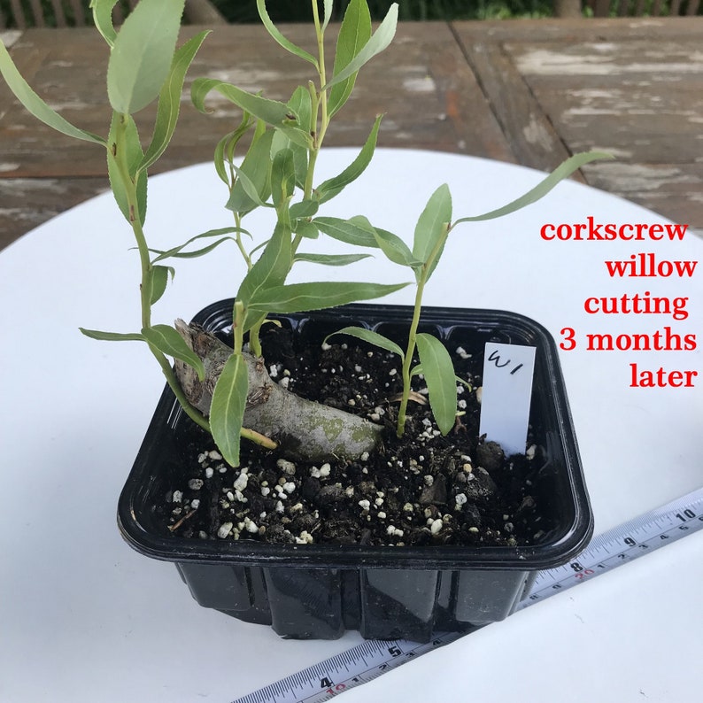 Small Cuttings for Bonsaiwillow Corkscrew Willow Bonsai Etsy UK