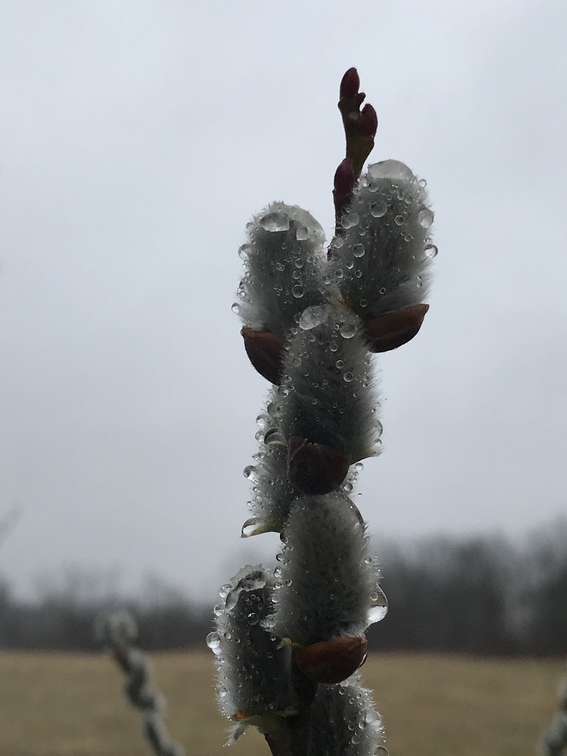 Willow Corkscrew Willow Pussy Willow Bonsai Willow Etsy