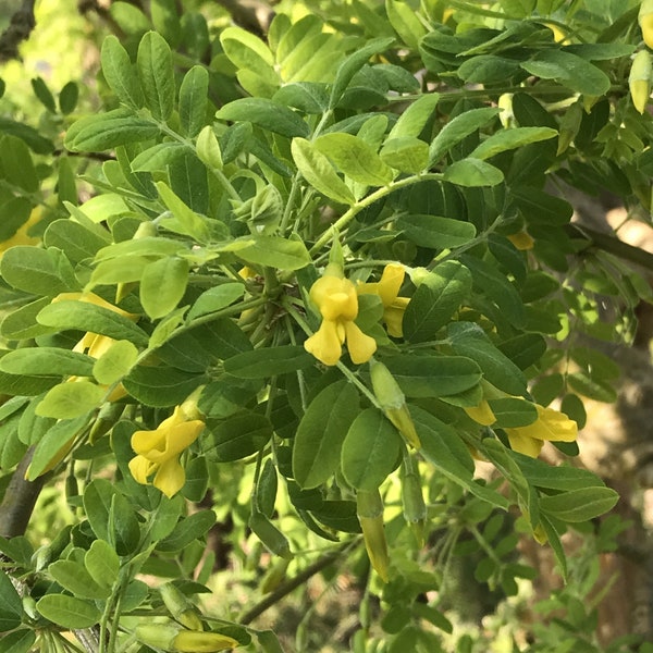 Siberian Pea Shrub, Pea Tree,  Caragana seeds for Hedging, Windbreaks, Spring Yellow Flowers