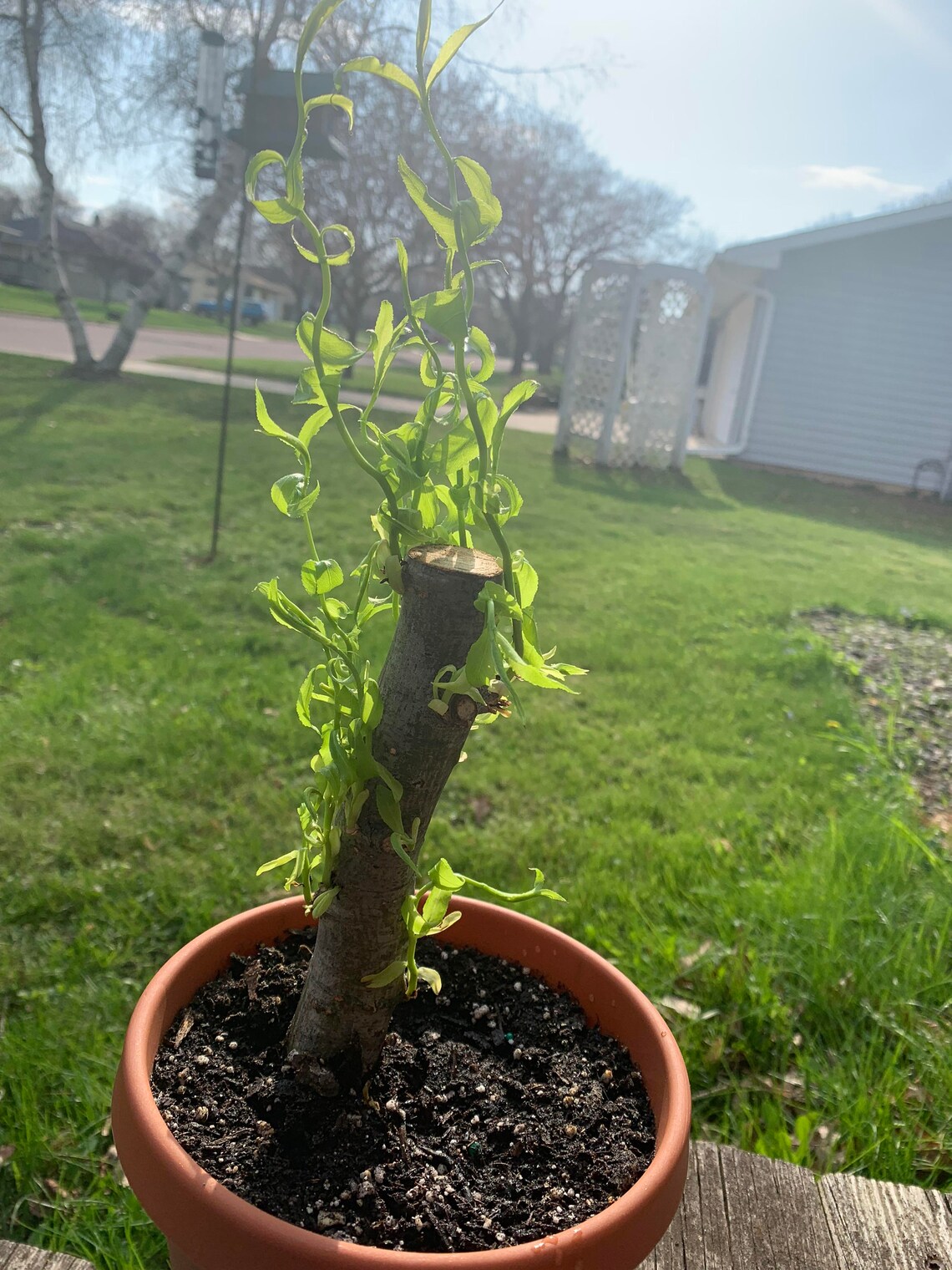Bonsai Willow Corkscrew Willow Cuttings for Bonsai | Etsy