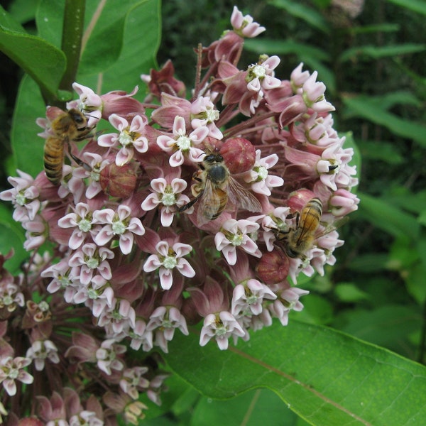 Grow Milkweed Plants for Monarch Butterflies and Beautify your Garden