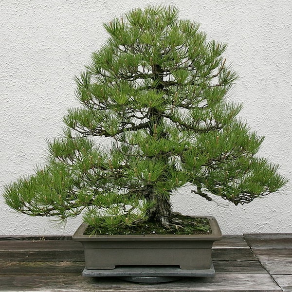 Japanese Black Pine -Rugged Irregularly Shaped Pine Tree With High Salt Tolerance