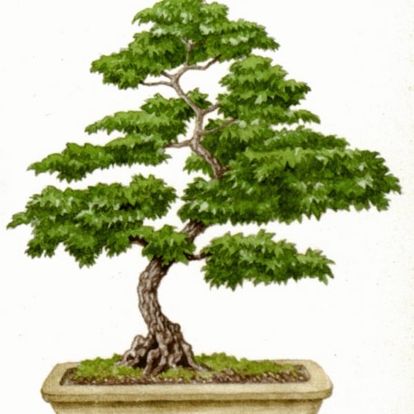 ZADEN-Kweek je eigen Chinese/Siberische iep (Ulmus pumila) als landschapsboom of als bonsai of penjing