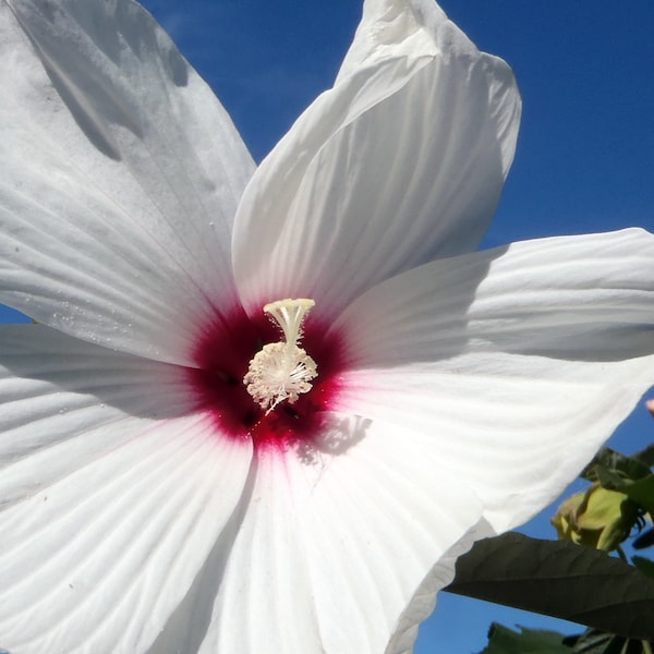 Hardy Hibiscus or Rose Mallow Southern Belle Seeds- Beautiful Perennial Blooms