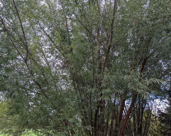 Dozen Hybrid Willow Tree Cuttings Ready to Plant Fast Etsy