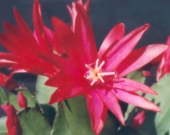 Grow your own Easter Cactus- Cuttings for Propagation -Red or Magenta Rhipsalideae gaertneri  Holiday Cactus -Easy Care