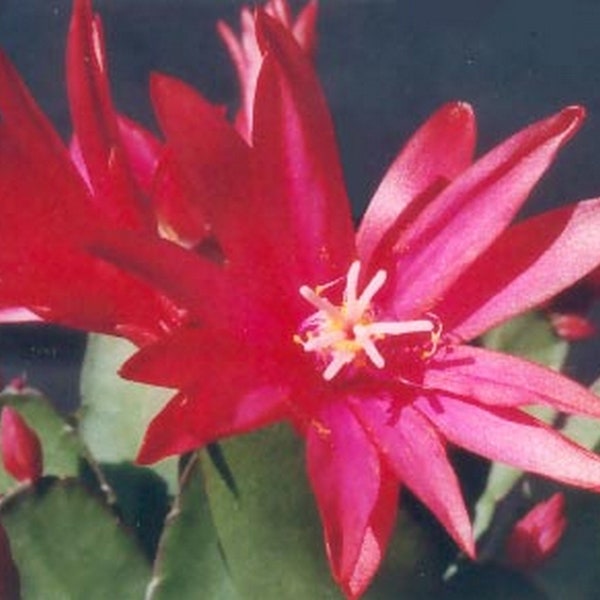 Grow your own Easter Cactus- Cuttings for Propagation -Red or Magenta Rhipsalideae gaertneri  Holiday Cactus -Easy Care