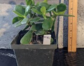 Jade Plant- Easy to Grow- - Good Luck and Prosperity Plant