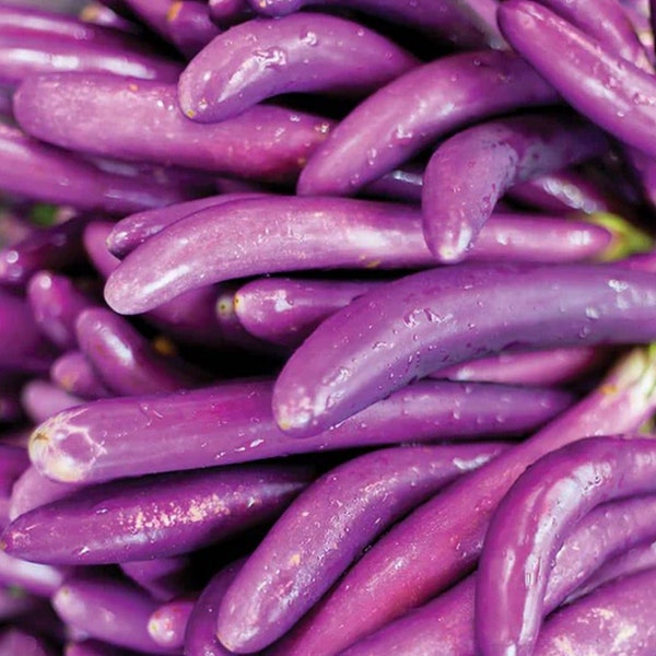 Long Ping Tung Purple Eggplant Chinese Japanese Eggplant Seeds Purple Shine Long Asian Aubergine Brinjal(中国长茄子）