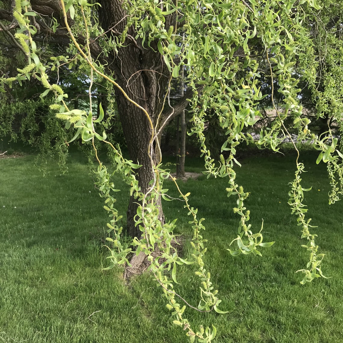 Willow Corkscrew Willow Pussy Willow Bonsai Willow Etsy