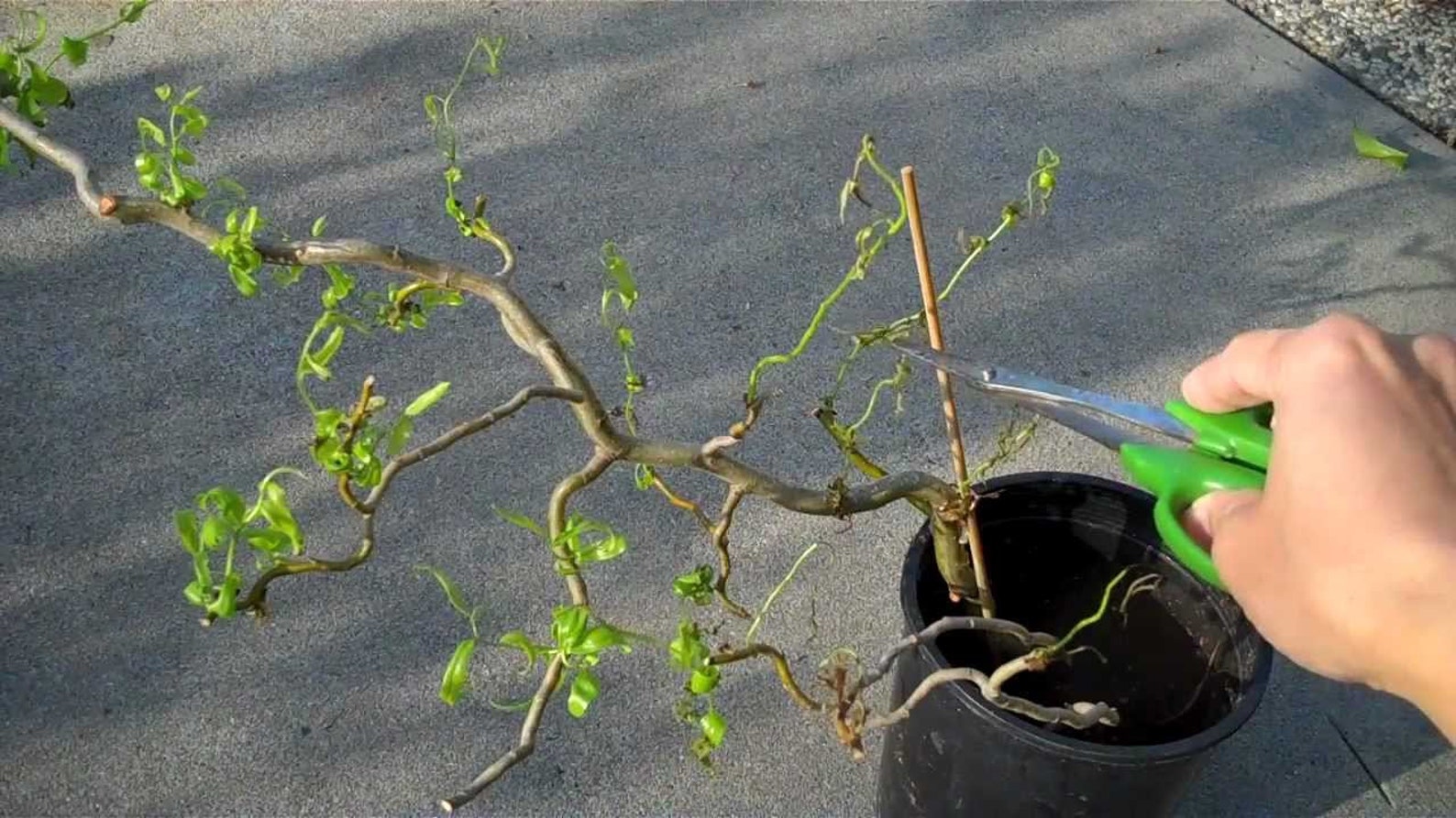 Bonsai Willow Corkscrew Willow Cuttings for Bonsai Etsy UK