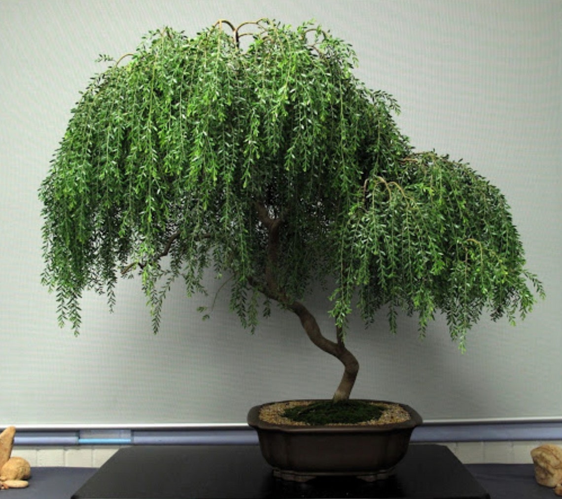 Bonsai Willow Corkscrew Willow Cuttings for Bonsai Etsy UK