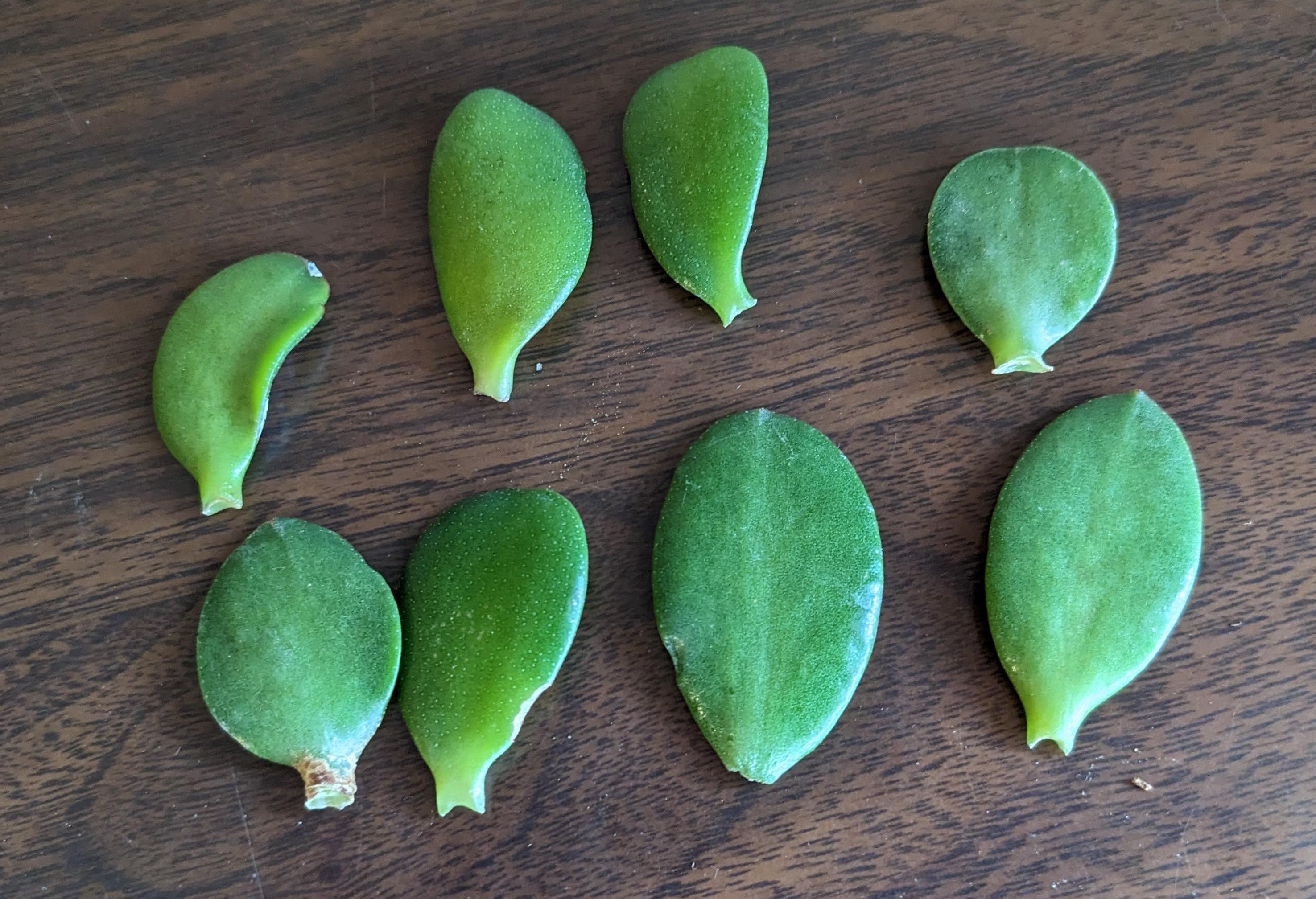 The Jade Plant – Undemanding and Easy to Grow - Gardening4Joy